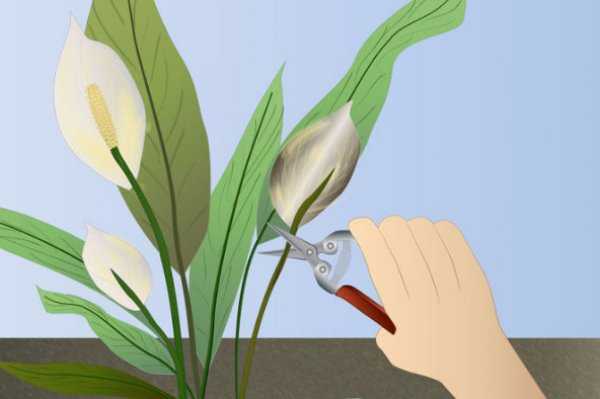 Отцвела комнатная лилия что делать со стрелкой. как ухаживать за лилиями после цветения