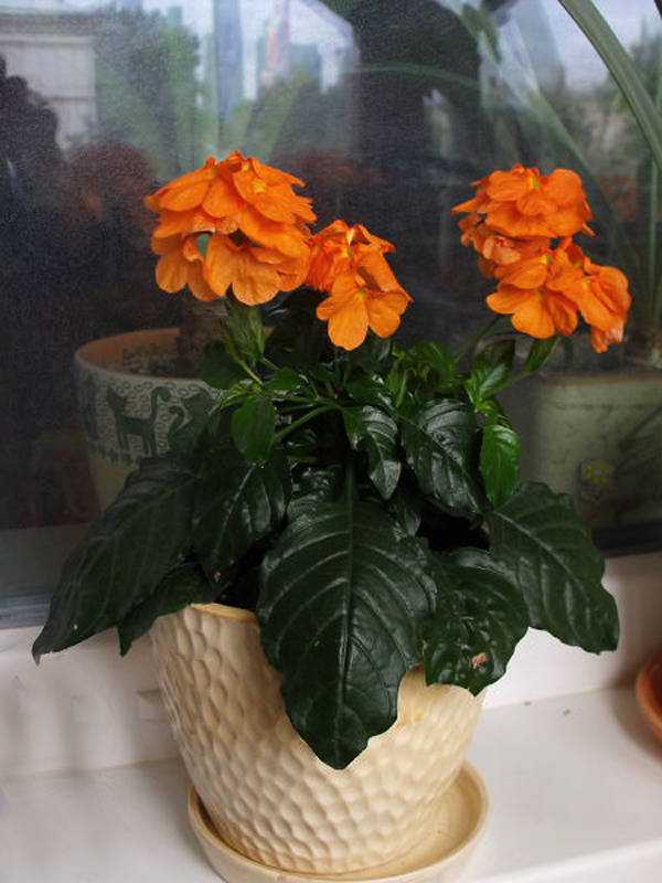 Цветок кроссандра, уход и выращивание в домашних условиях, фото