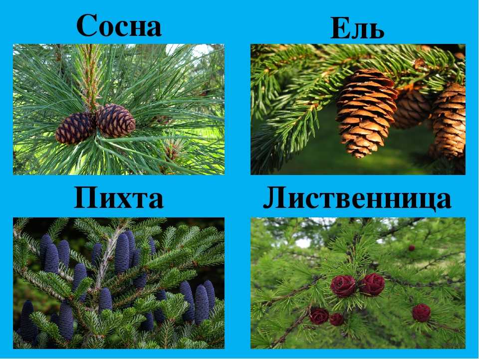 Пихта корейская