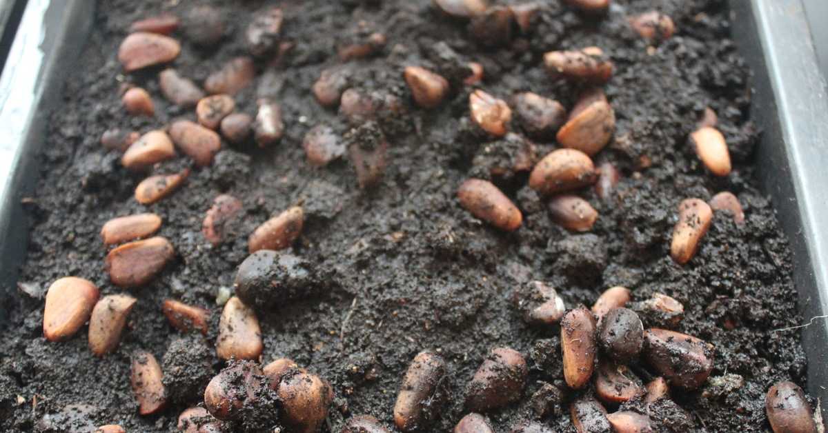 Как вырастить кедр из орешка в домашних условиях: посадка, прорастить, проращивание семян