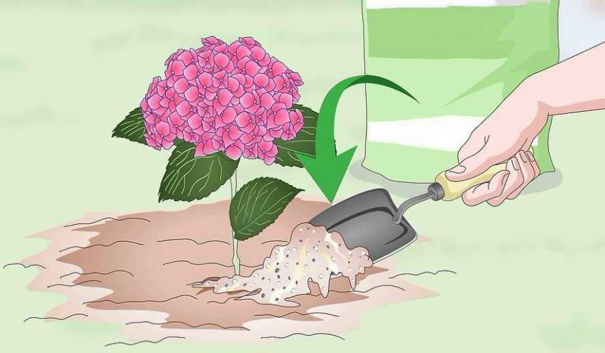 Посадка и уход за гортензией (38 фото): как ухаживать за гортензией в открытом грунте в саду? как правильно посадить и выращивать ее в домашних условиях?