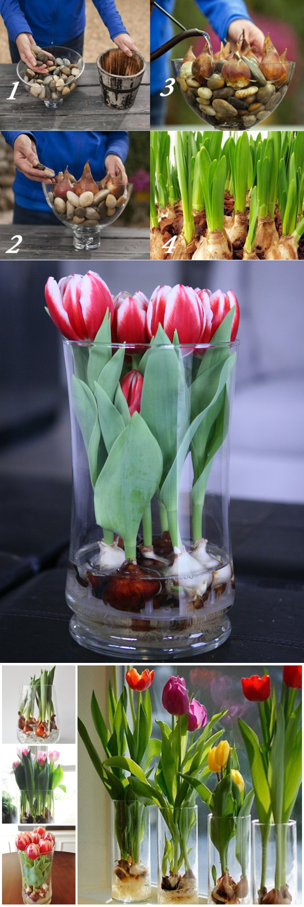 Можно ли вырастить тюльпаны в домашних условиях. Выгонка тюльпанов к 8. Тюльпаны вырастить в квартире.