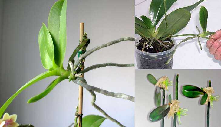 Как вырастить орхидею из цветоноса: видео о том, можно ли получить детку в домашних условиях