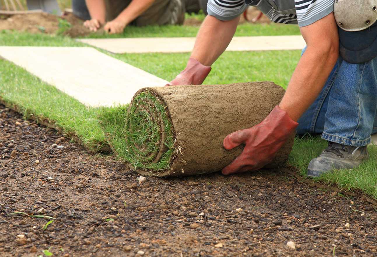 6 советов, как сделать газон на даче своими руками | строительный блог вити петрова