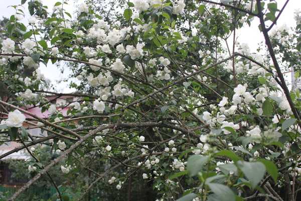 Цветущий жасмин или чубушник: выращивание в открытом грунте, размножение