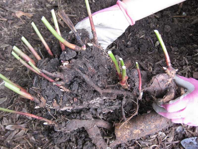 Травянистые пионы – когда делить и как правильно пересаживать (мастер-класс с фото)