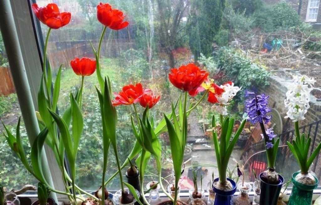 Как вырастить тюльпан из цветка