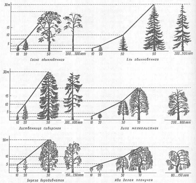 Хвойные высота. Годовой прирост сосны обыкновенной. Схема посадки древесных растений. Сосна обыкновенная 20 лет Размеры. Сосна 20 лет высота диаметр.