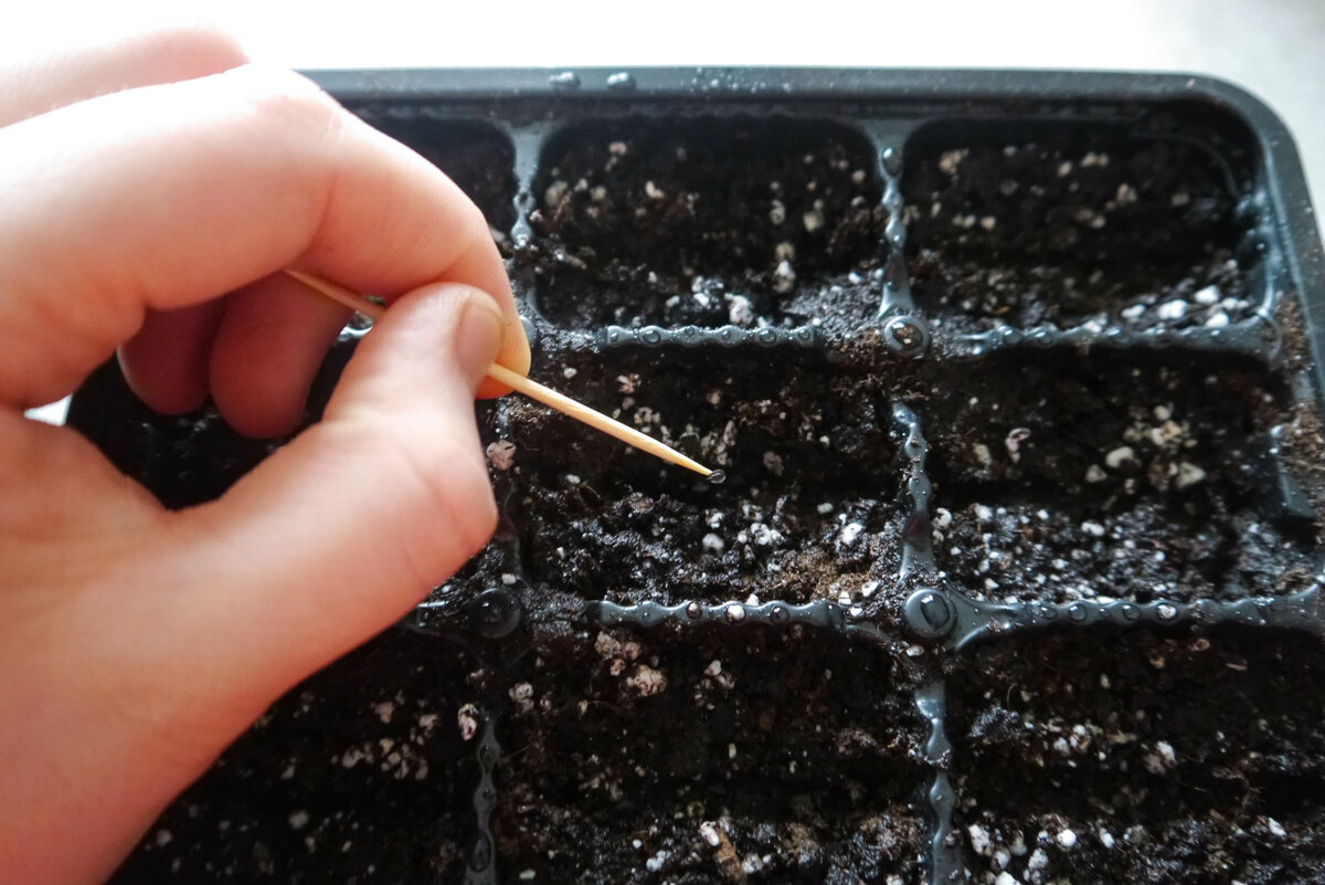 Гвоздика шабо: выращивание из семян в домашних условиях, уход