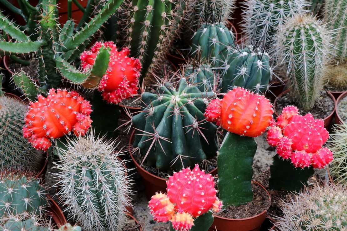 Условия выращивания и уход за кактусами в домашних условиях - энциклопедия цветов