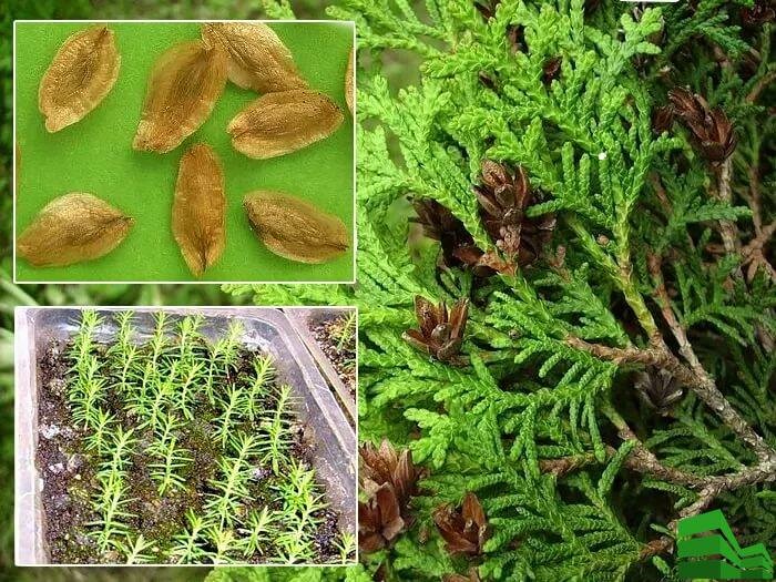 Можжевельник из семян: эксперименты в домашних условиях