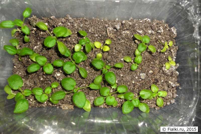 Как сажать семена фиалок, когда и как правильно их посеять дома и через сколько они всходят: всё о выращивании виолы