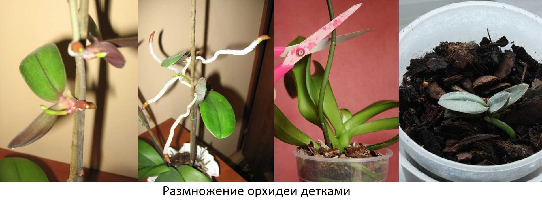 Как размножить орхидею в домашних условиях через цветонос: каким образом выбрать стрелку, как обрезать и посадить в емкость с водой, когда перемещать в горшок?