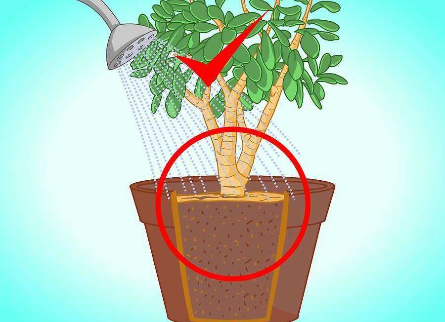 Как рассадить денежное дерево в домашних условиях: когда нужно перемещать толстянку в другой горшок, как это правильно делать, и фото пересаженного цветка