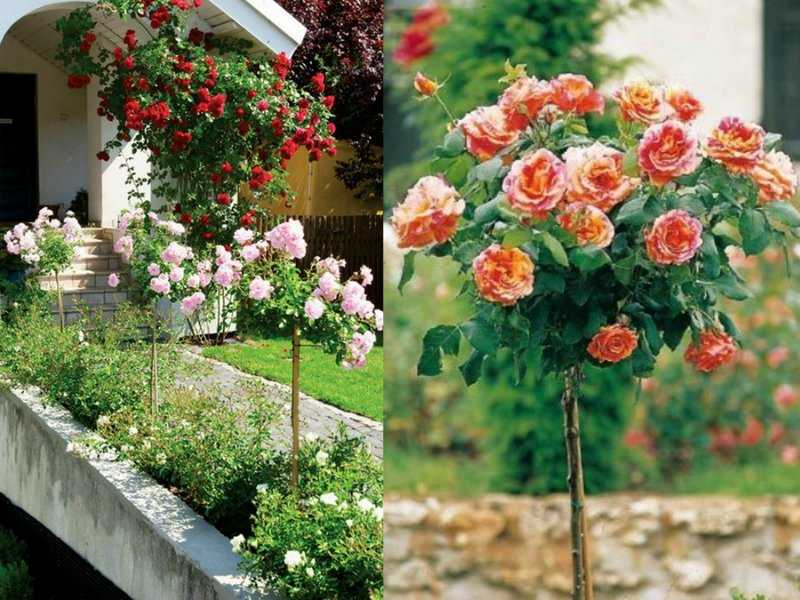 Как выращивается штамбовая роза