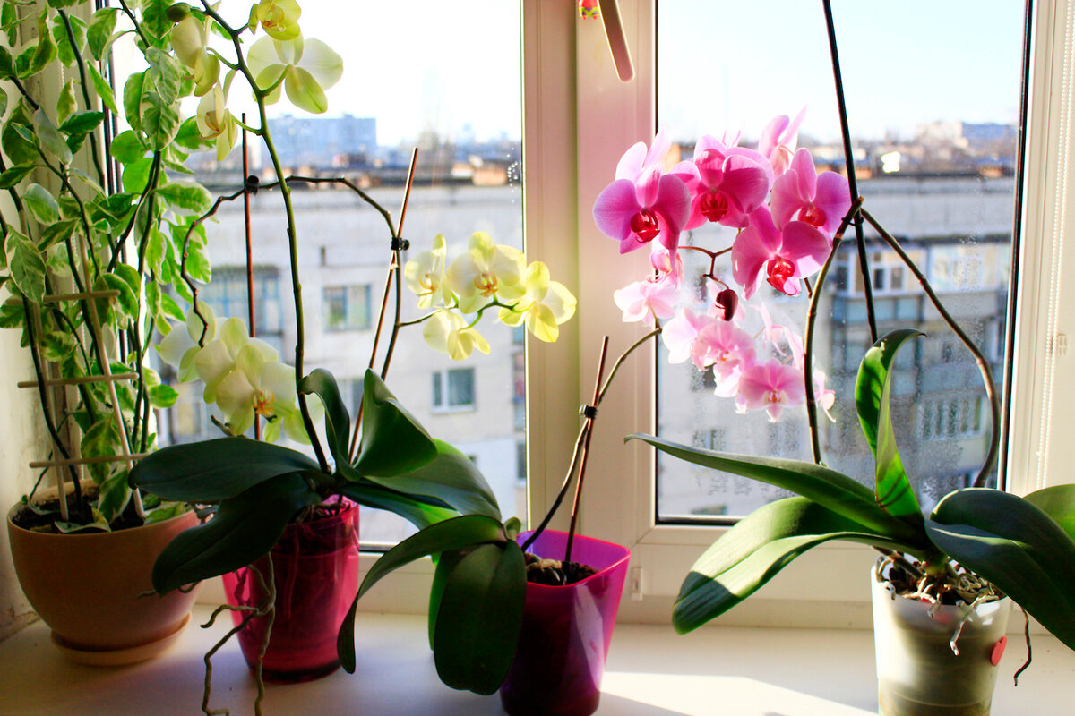 Сколько цветет орхидея в домашних условиях: как часто, сколько раз в год и через сколько зацветет детка орхидеи – zelenj.ru – все про садоводство, земледелие, фермерство и птицеводство