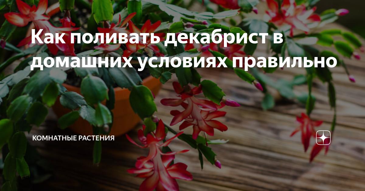 Уход за декабристом в домашних условиях, размножение и пересадка