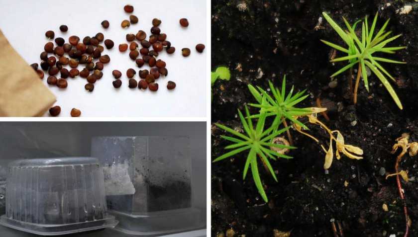 Вырастить можжевельник из семян в домашних условиях 2020