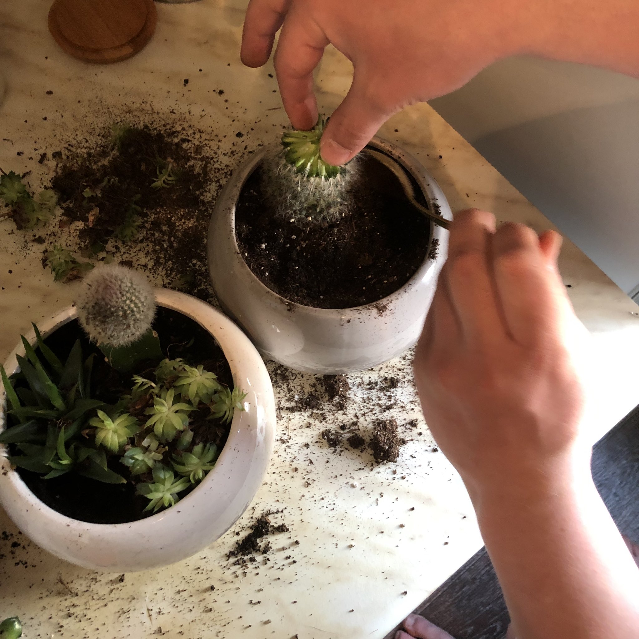 Как рассаживать кактусы? способы размножения кактусов в домашних условиях