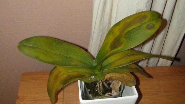 Почему орхидея гниет и как ее спасти?