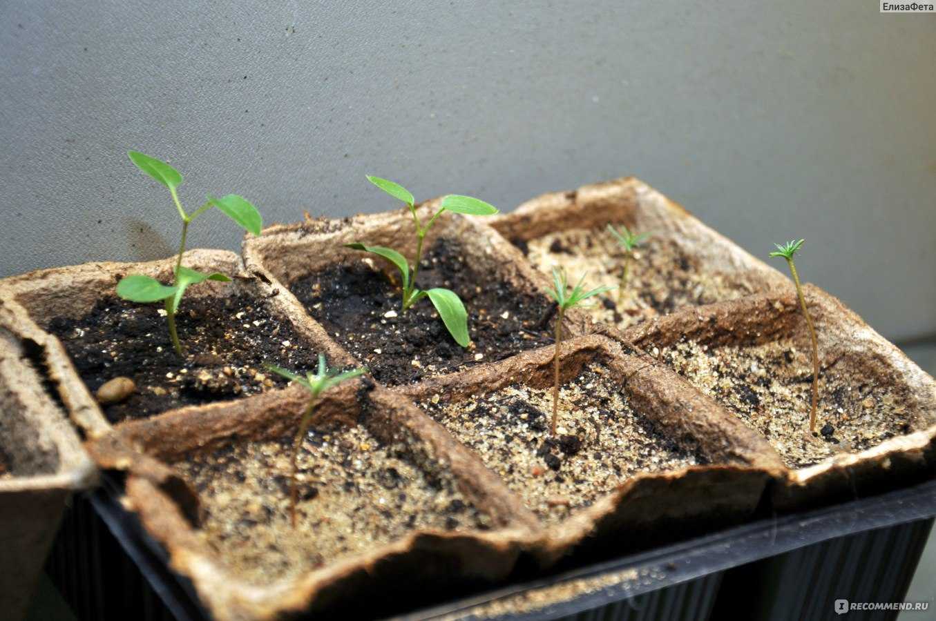 Как правильно вырастить саженец ели: размножение семенами и ветками, высадка на даче в грунт