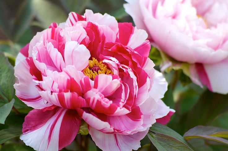 Как ухаживать за пионами весной, чтобы добиться их пышного цветения | в цветнике (огород.ru)