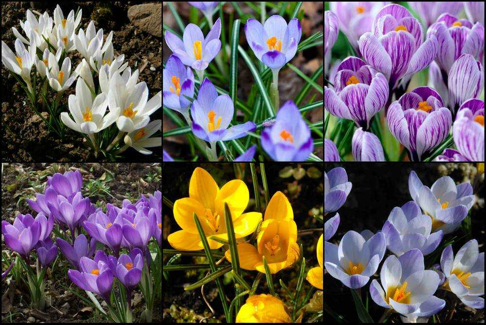 Крокус (51 фото): что это такое и как выглядит цветок? желтый и белый садовый шафран, посевной и фиолетовый, пересадка луковиц