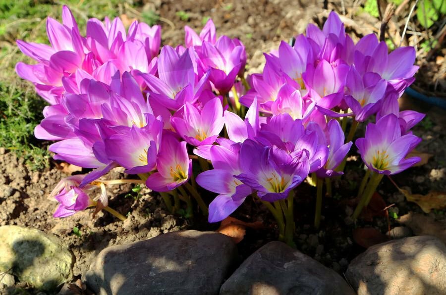 Цветок безвременник: фото, видео, описание ядовитого растения, выращивание, размножение травы и её применение
