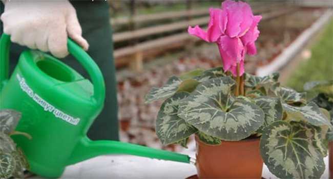 Цветок необычайной красоты – цикламен. выращивание и уход в домашних условиях, а также рекомендации садоводам