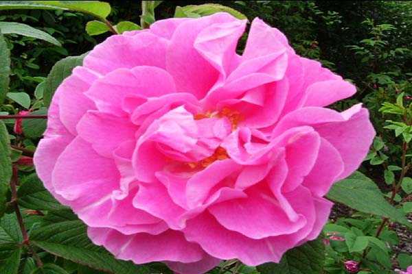 Канадские розы – неприхотливые красавицы сада