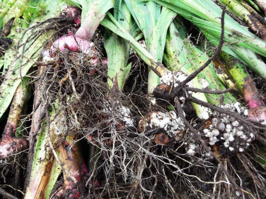 Когда выкапывать луковицы гладиолусов осенью и где хранить их до весны | в цветнике (огород.ru)