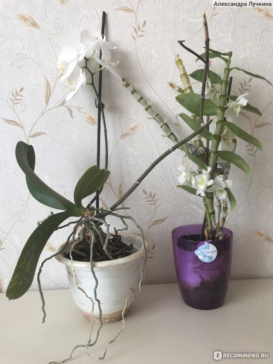 Как определить сезон, когда орхидеи цветут активнее