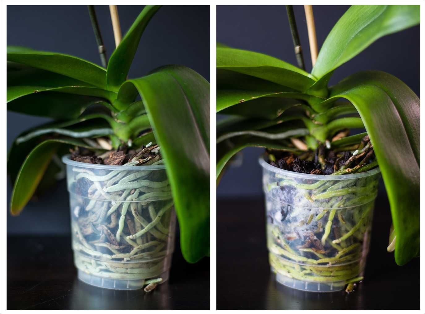 Как поливать орхидею. 7 опасных ошибок при поливе
