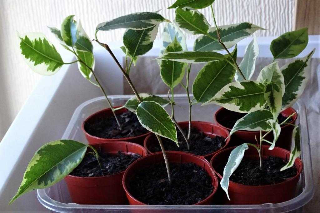 Как посадить фикус — пошаговая инструкция, правила и советы