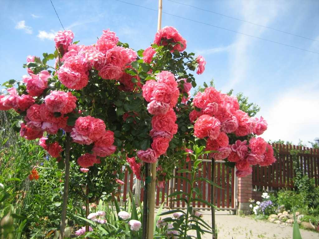 Жемчужина сада — штамбовая роза: правильная посадка и грамотный уход за растением