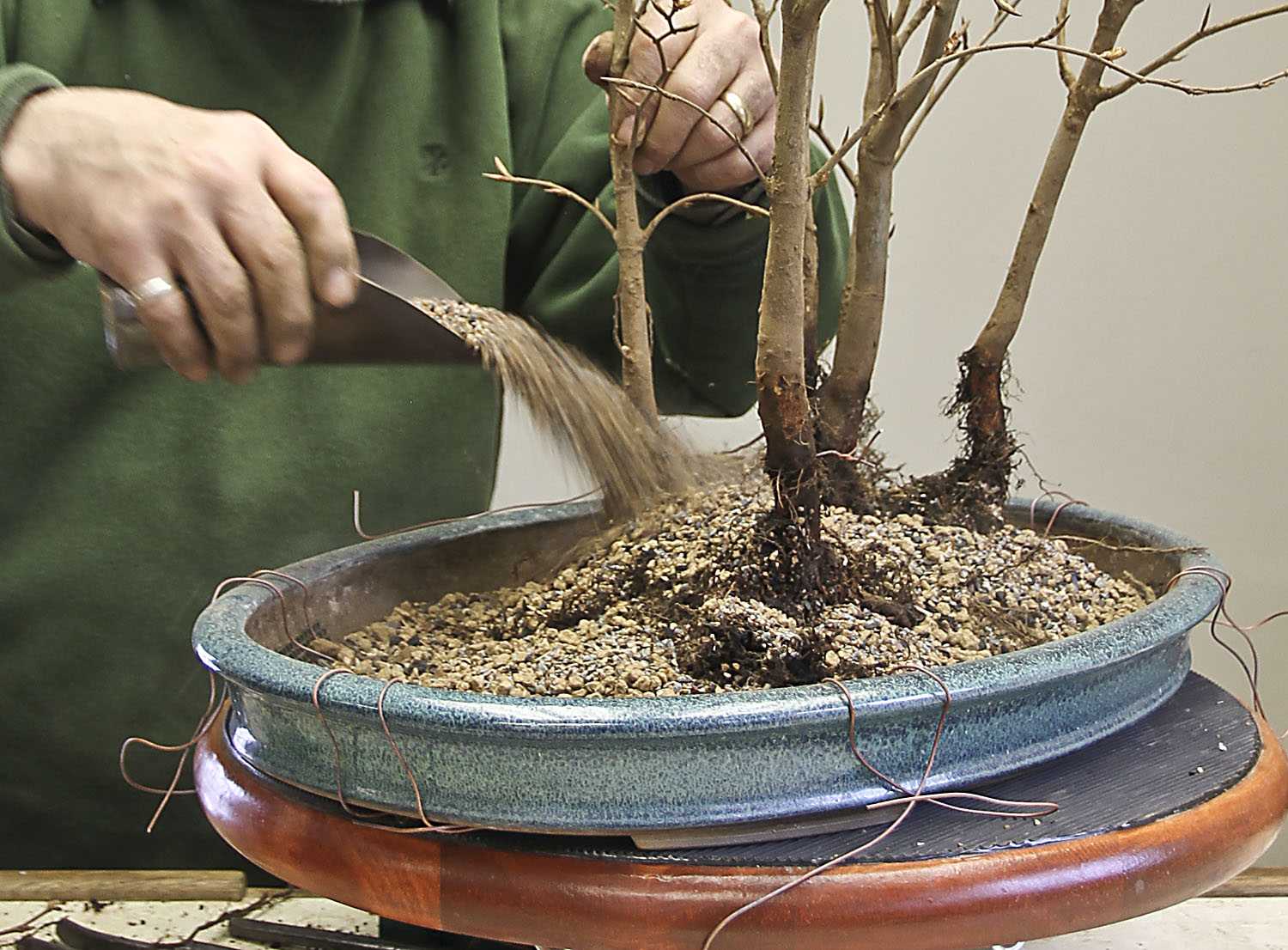 Выращивание бонсай в домашних условиях для начинающих: стили, почва, как выбрать