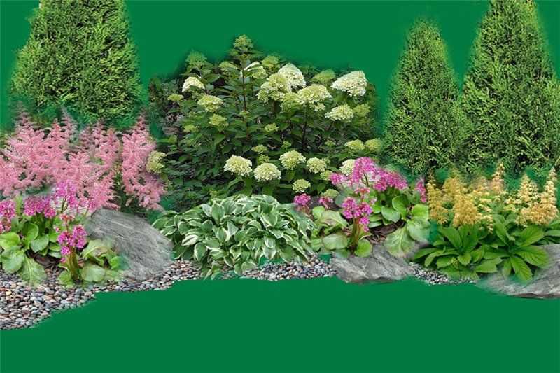 Лилейники в ландшафтном дизайне (44 фото): посадка на дачном участке с ирисами, хостами и другими цветами на клумбе в саду