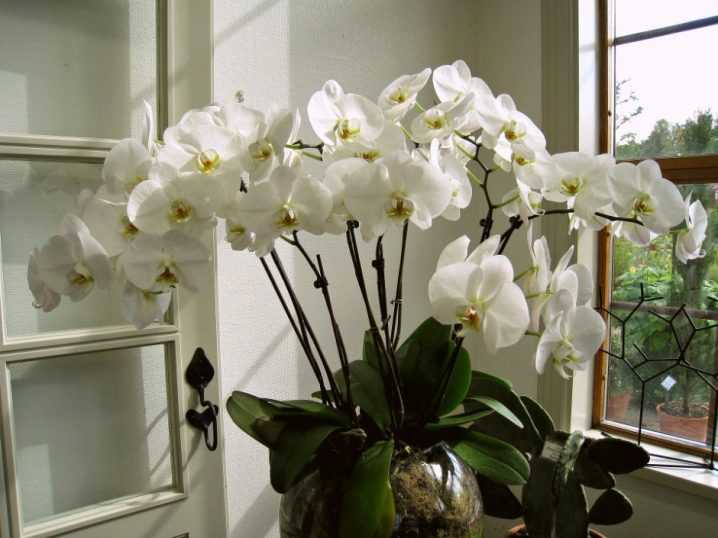 Как заставить цвести орхидею повторно, если она долго этого не делает: почему растение «ленится» и какие есть 9 правил для домашних условий, чтобы его стимулировать?