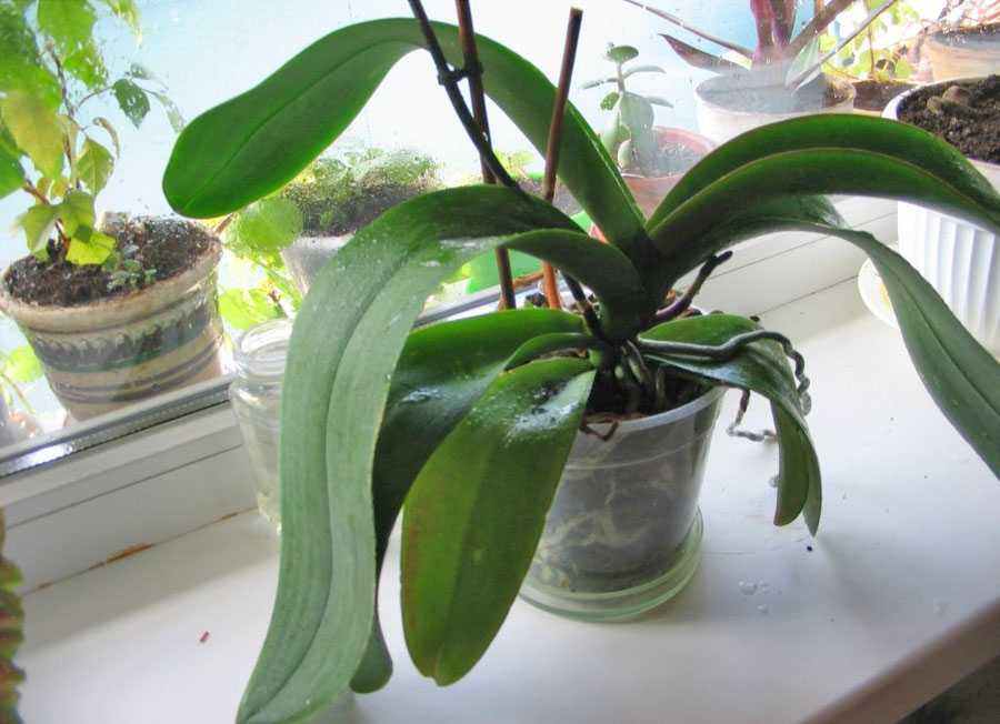 Почему не цветут фаленопсисы, хотя листья растут и долго ли ждать появления цветоноса у орхидеи в домашних условиях?