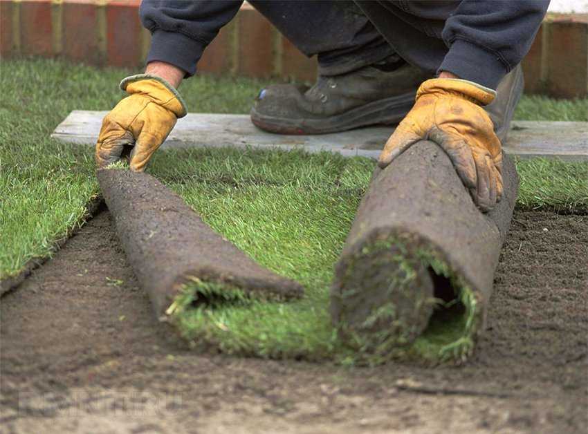 Как сделать газон на даче своими руками (+фото)
