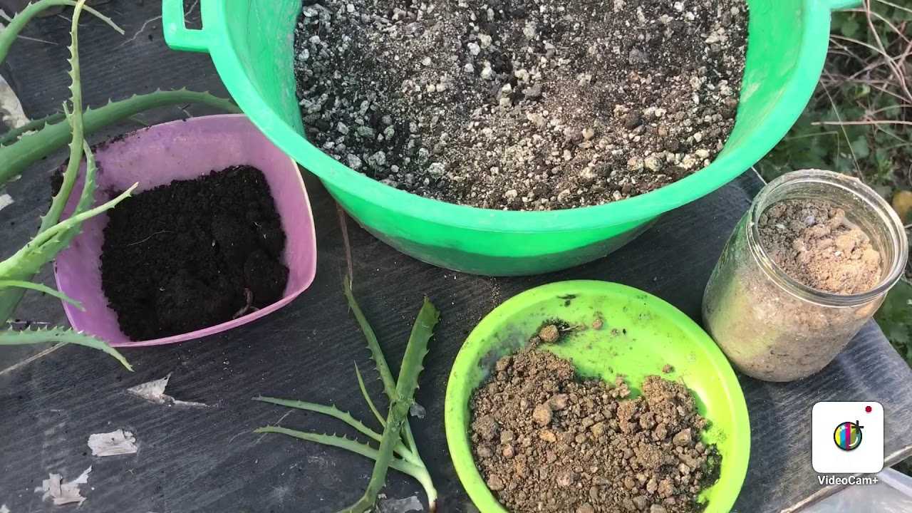 Как посадить алоэ: отростком без корня, из листа или семенами?