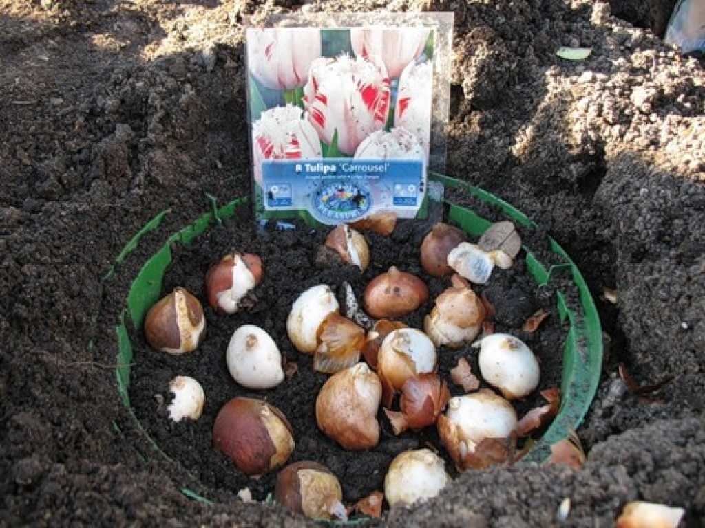 Можно посадить тюльпаны весной в открытый грунт. Выкопка луковиц тюльпанов. Контейнер для посадки тюльпанов. Контейнер для луковичных цветов. Посадка луковичных в корзины.