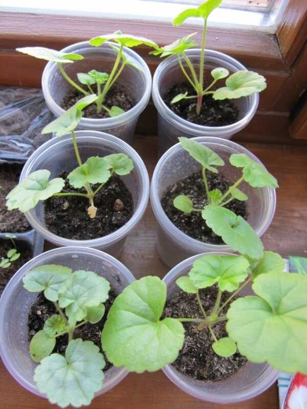 Герань из семян в домашних условиях (31 фото): как выращивать пеларгонию? сроки посадки и уход, посев в торфяные таблетки дома. как вырастить и правильно рассадить рассаду?