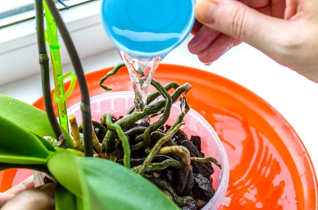 Особенности полива орхидеи в домашних условиях