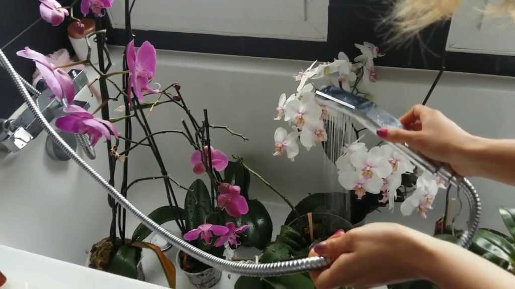 Правила летнего ухода – как часто нужно поливать орхидею летом?