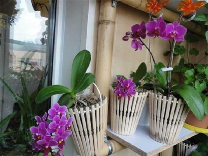 Как заставить цвести орхидею в домашних условиях – шпаргалка для цветовода | в цветнике (огород.ru)