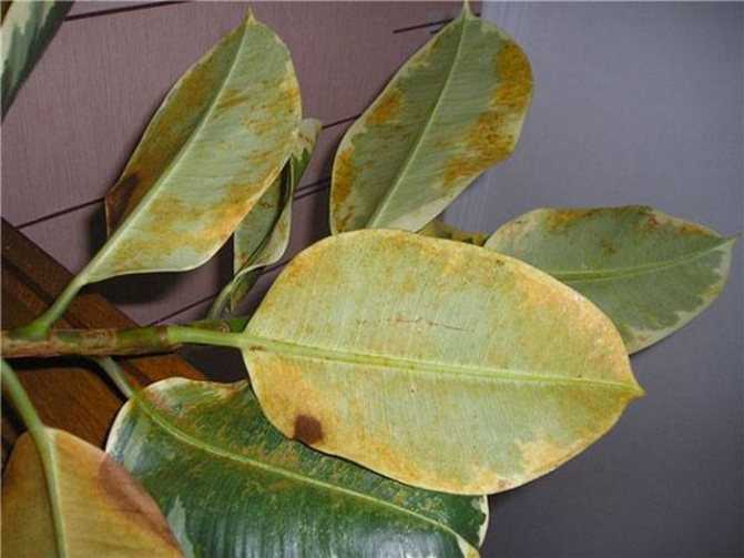 Почему у фикуса желтеют нижние листья? | выращивание, уход, размножение растений