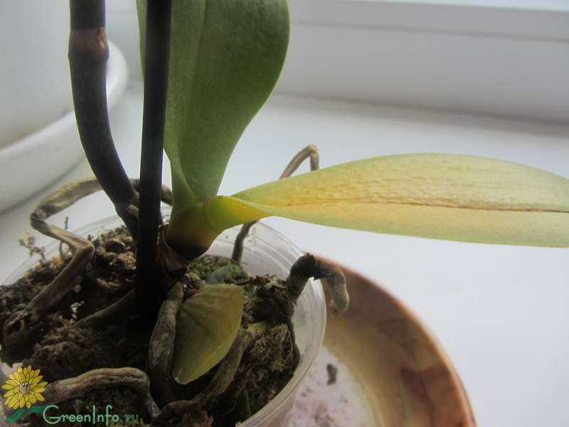 У орхидеи замерзли листья: что делать, если цветок остался с одними корнями, как реанимировать растение