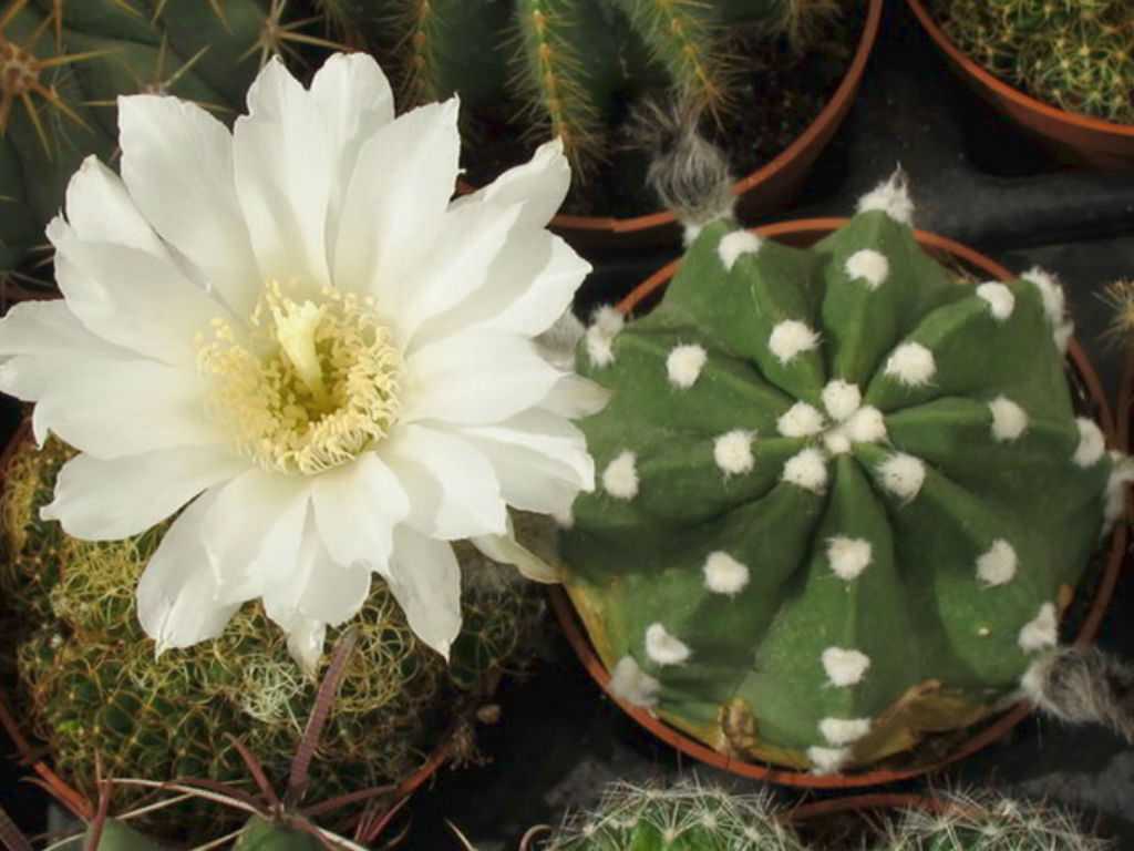 Эхинопсис: фото, виды и уход за кактусом в домашних условиях