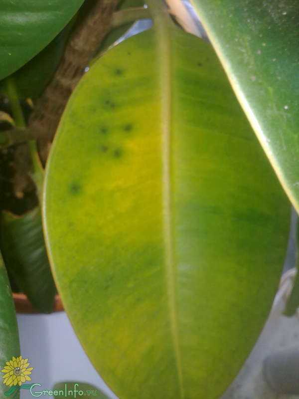 Болезни фикуса. почему желтеют листья и опадают? уход за фикусом: основные правила